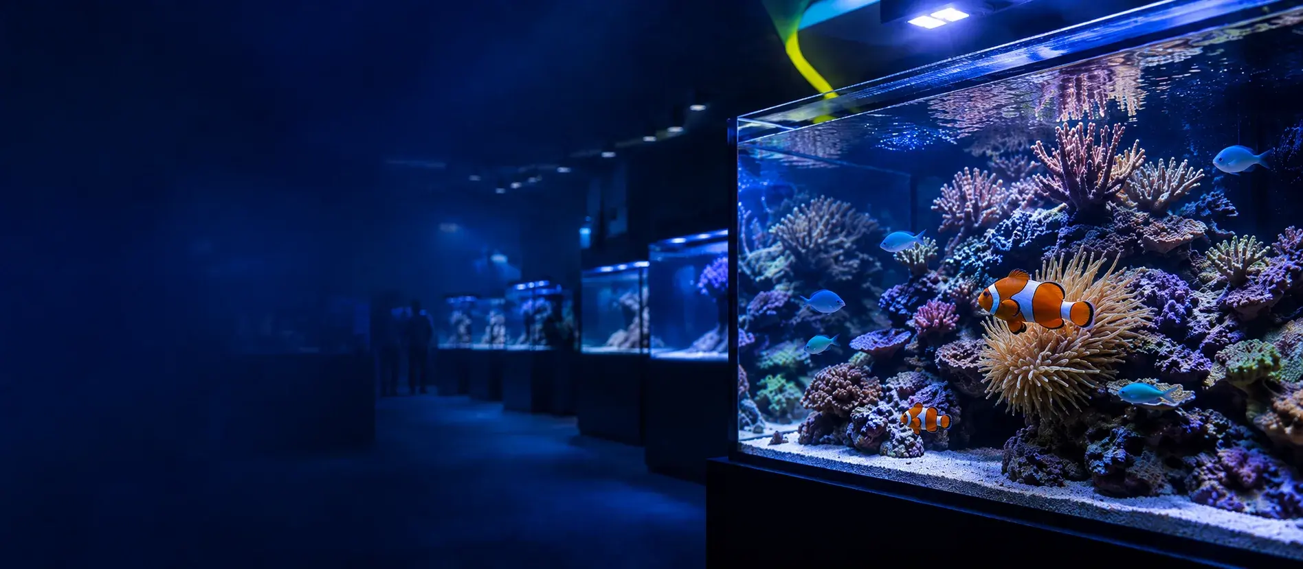 Galeria com aquários marinhos iluminados em azul