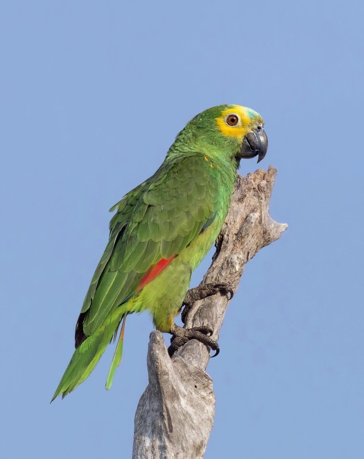 Papagaio-verdadeiro (Amazona aestiva) pousado em galho seco, recortado contra o céu