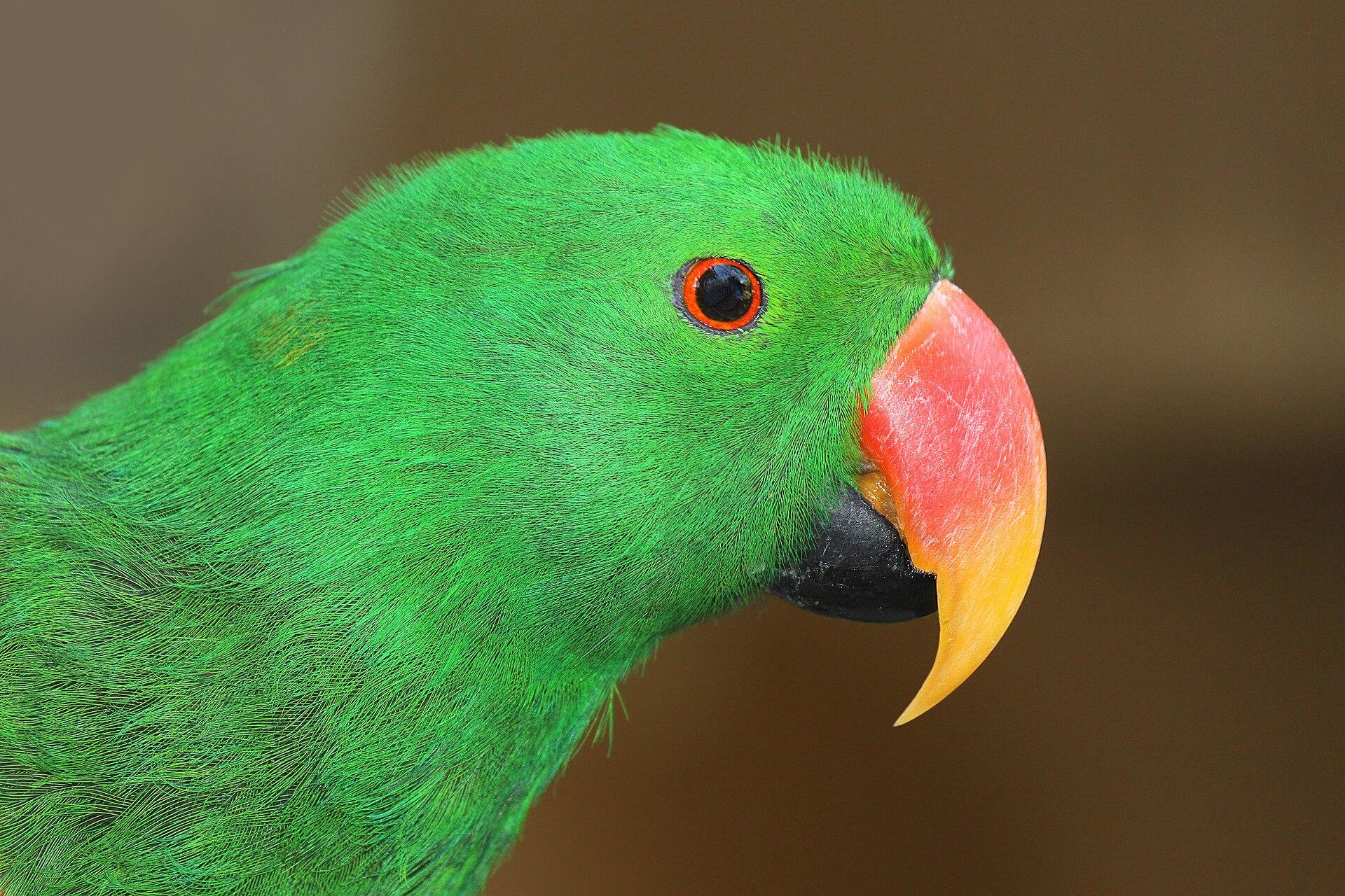 Bem-estar animal é base técnica da criação responsável