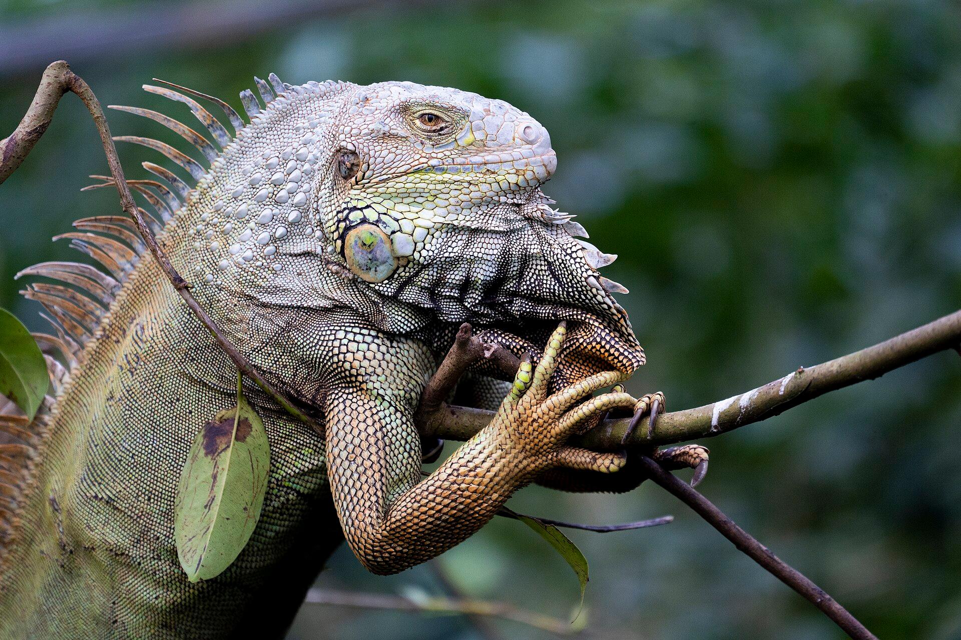 Iguana-verde sobre galhos, com vegetação desfocada ao fundo