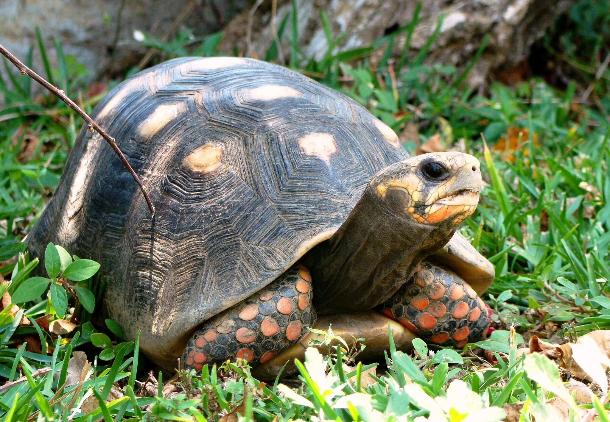 Jabuti-piranga sobre a grama, casco e escamas alaranjadas das patas em primeiro plano