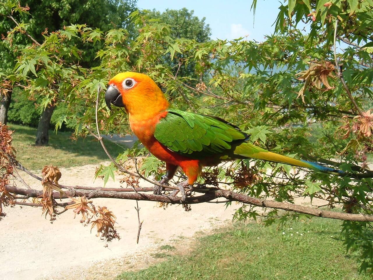 Jandaia-verdadeira pousada em galho, cabeça alaranjada e asas verdes