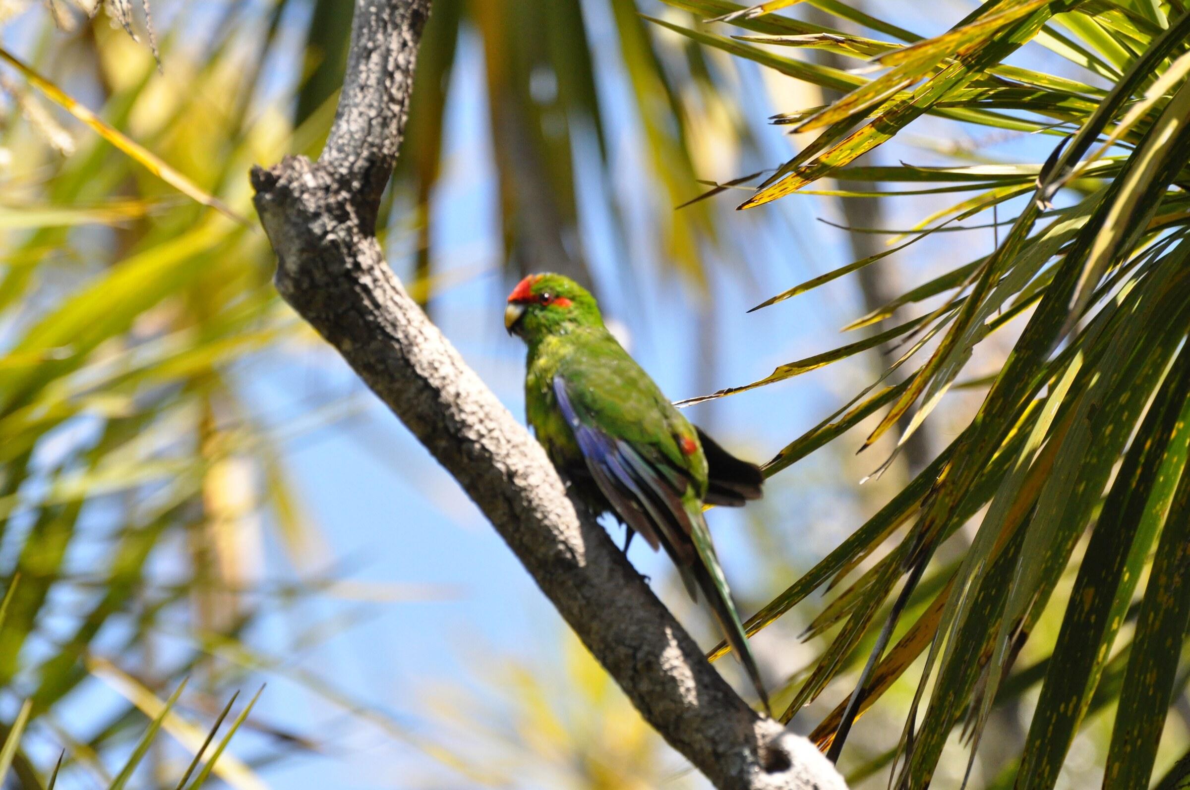 Kakariki pousado em galho, entre folhas de palmeira e céu aberto