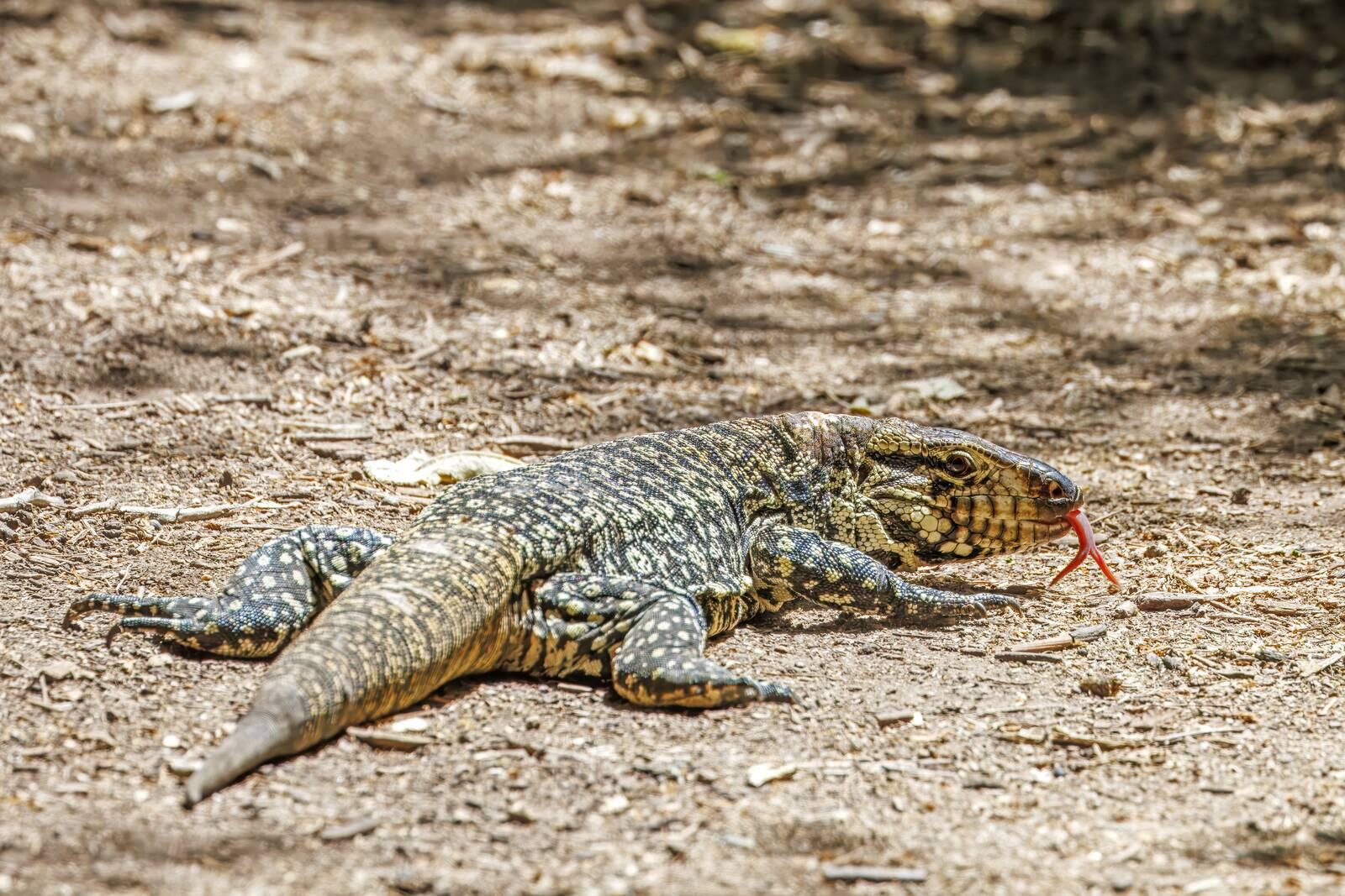 Teiú (Salvator merianae), lagarto nativo, caminhando sobre cascalho claro
