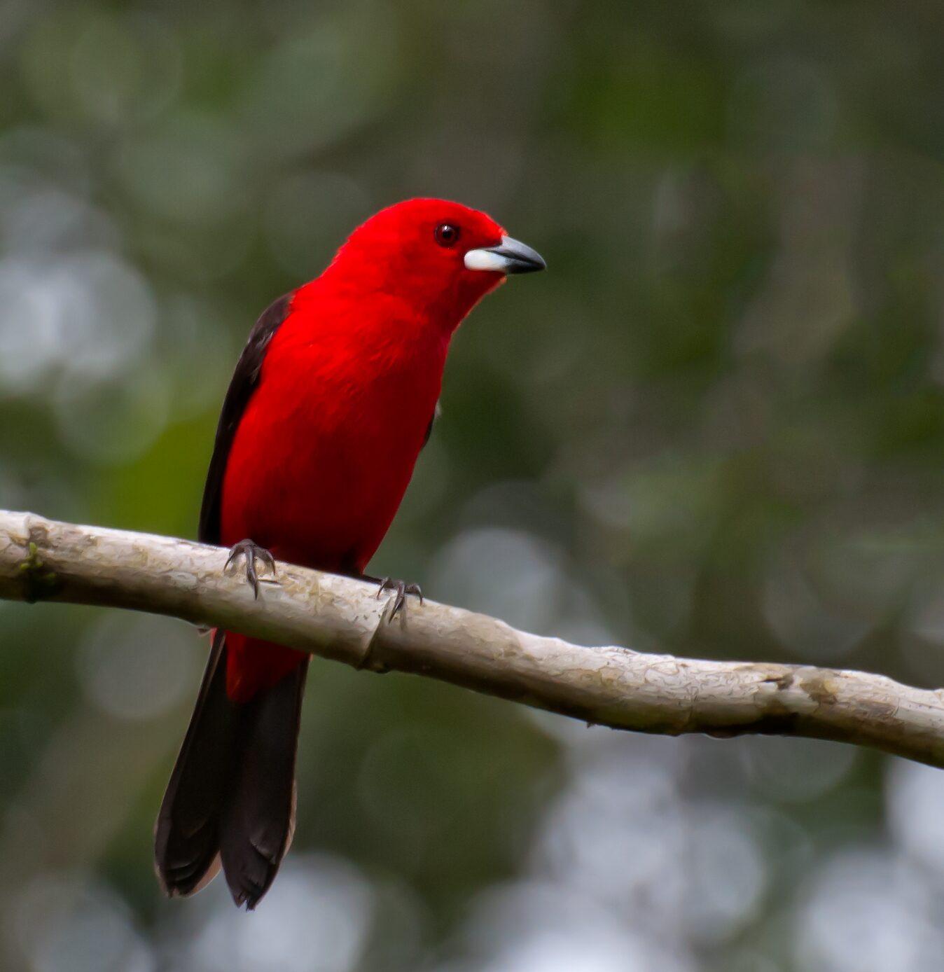 Tiê-sangue de plumagem vermelha pousado em galho, fundo de mata desfocado